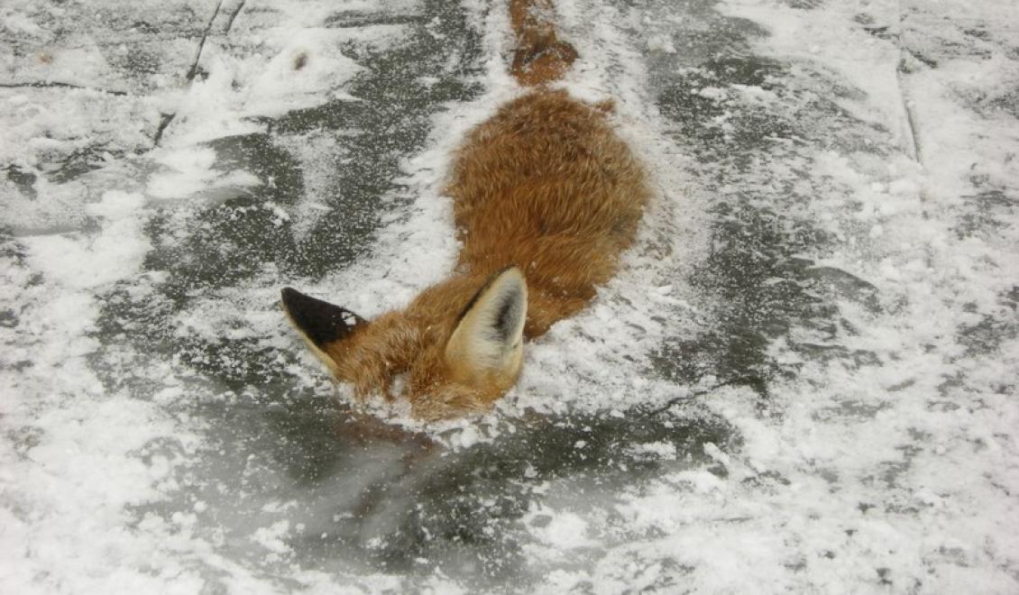 Bulvár: Zamrzlý Firefox - nepomůže už ani restart